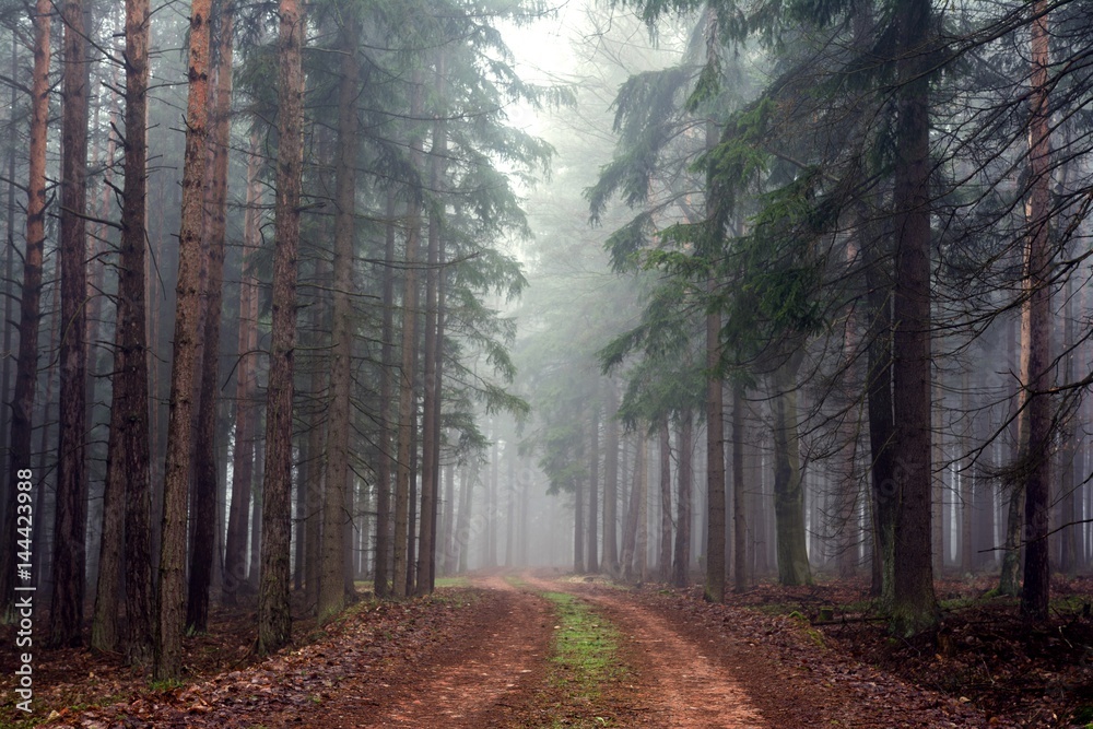 Obraz premium Path in misty autumn forest.