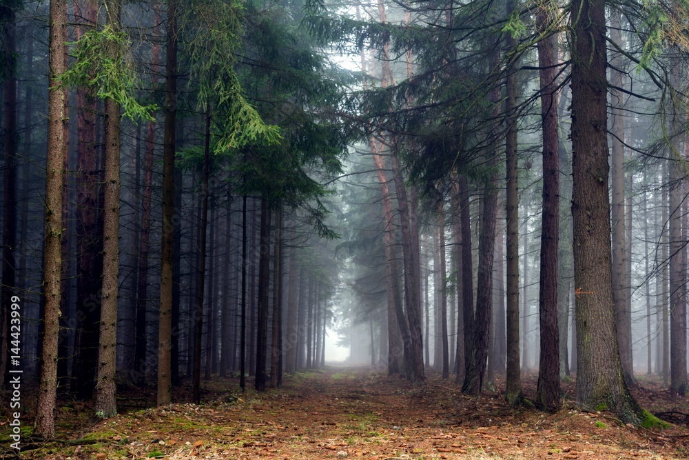 Fototapeta premium Path in misty autumn forest.
