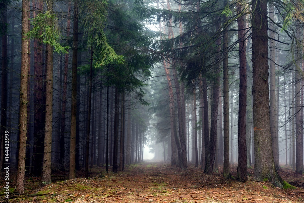 Path in misty autumn forest.
