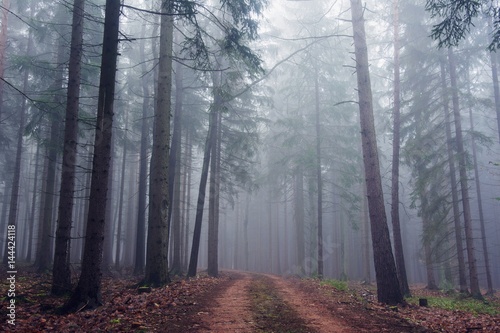 Path in misty autumn forest.