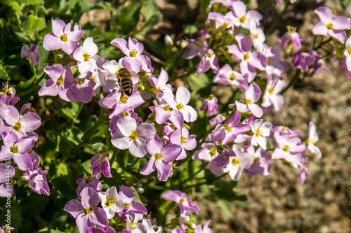 Bee flying over light pink blossoms