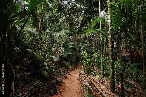 Palm Trees / Vallée de Mai Nature Reserve, Praslin Island, Seychelles, Indian Ocean, Africa. The park is the habitat of the endemic coco-de-mer palm tree. 