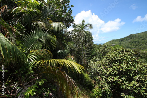 Vall  e de Mai Nature Reserve  Praslin Island  Seychelles  Indian Ocean  Africa   The park is the habitat of the endemic coco-de-mer palm tree  which is the largest double nut in the world. 