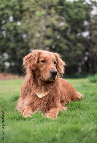 The Golden Retriever in the outdoor on the grass