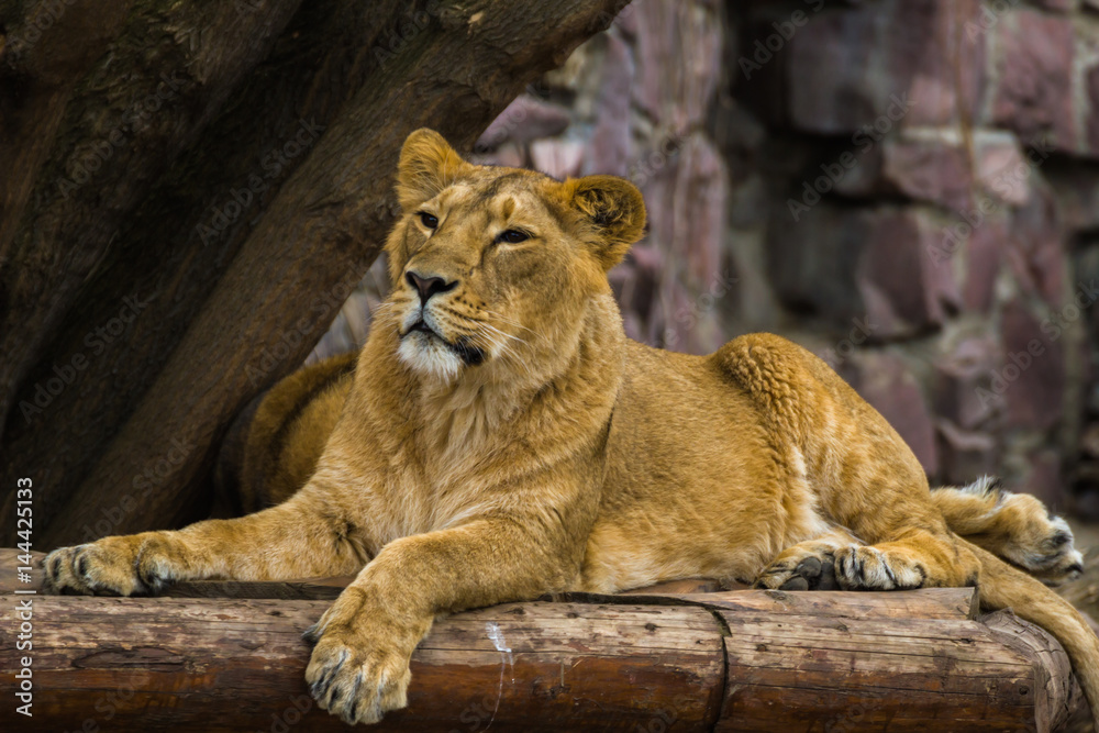 Obraz premium The Asiatic lioness rests and looks forward.