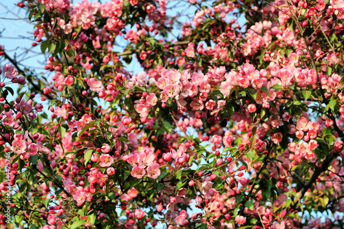 branch of a blossoming tree