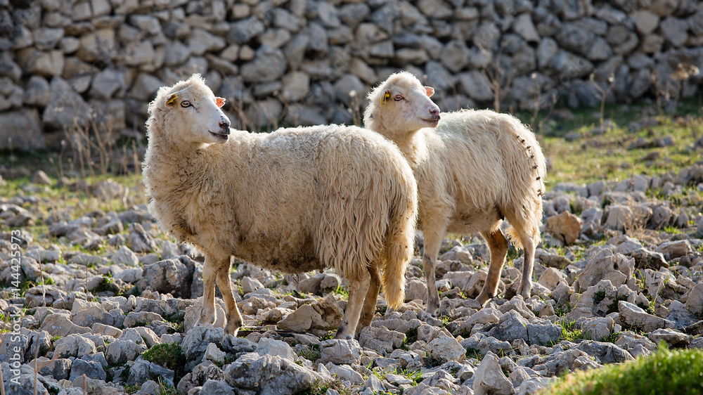 Obraz premium Flock Of Sheep on pasture - two female long-tailed sheep, island Pag, Croatia 