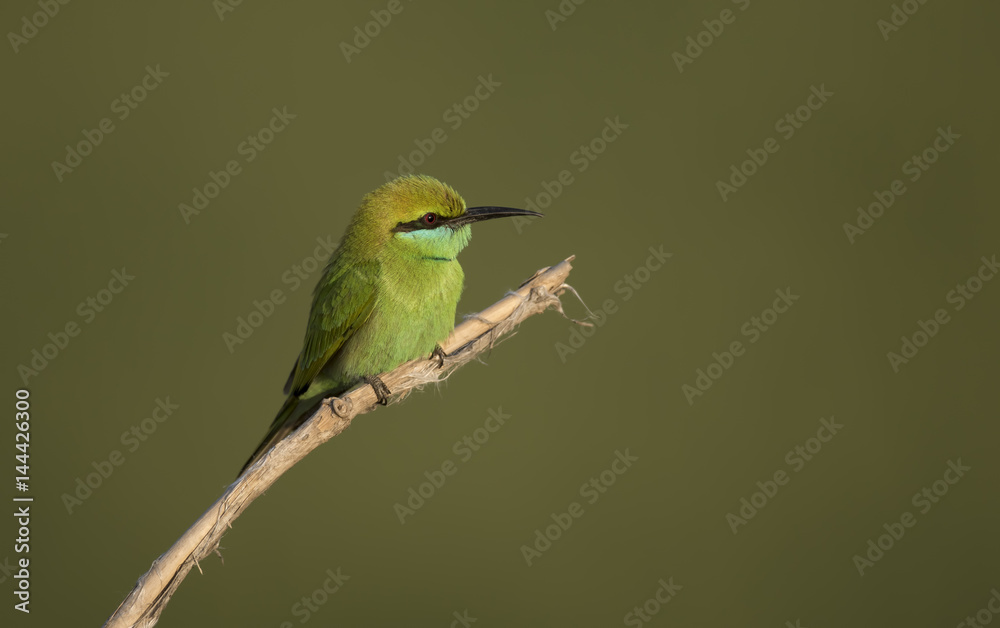 bee eater bee eater