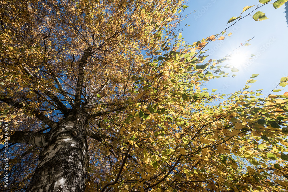 Fototapeta premium Birke Baum Laub Herbst Himmel Farben