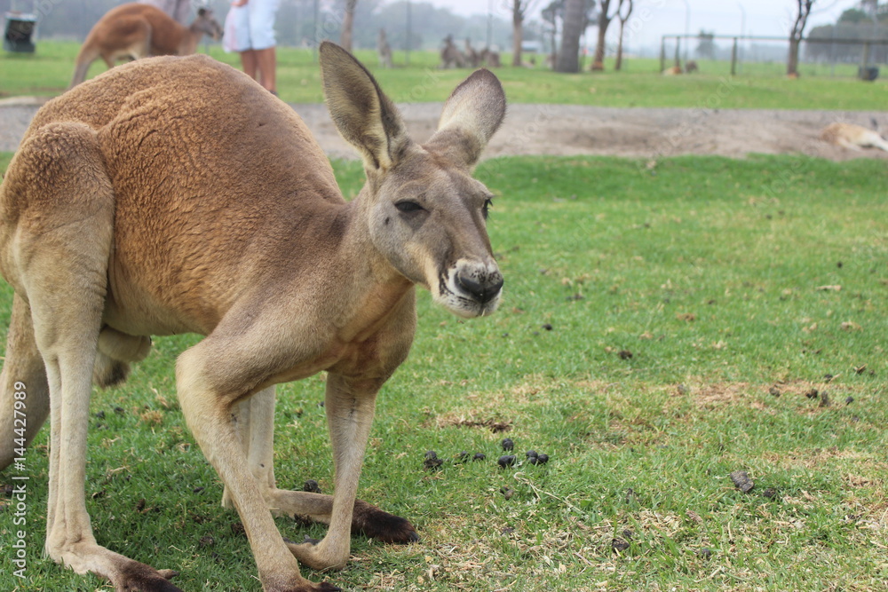 kangaroo peaceful and realx kangaroo peaceful and realx