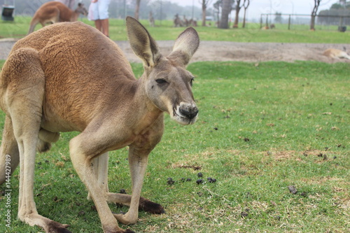 kangaroo peaceful and realx
