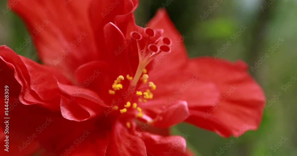 CLOSE UP: Beautiful blooming flowers swaying in the wind CLOSE UP: Beautiful blooming flowers swaying in the wind