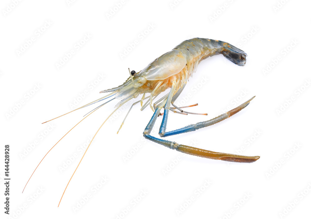 raw prawns,shrimps isolated on white background raw prawns,shrimps isolated on white background