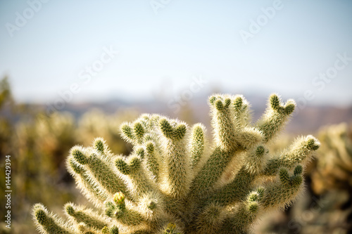 Billede på lærred Cholla cactus in Joshua Tree national park on a clear day