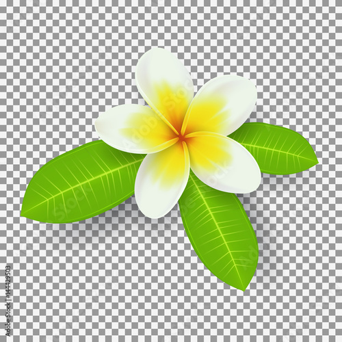 White and yellow plumeria flower isolated on transparent backdrop. Vector illustration of tropical summer flower.