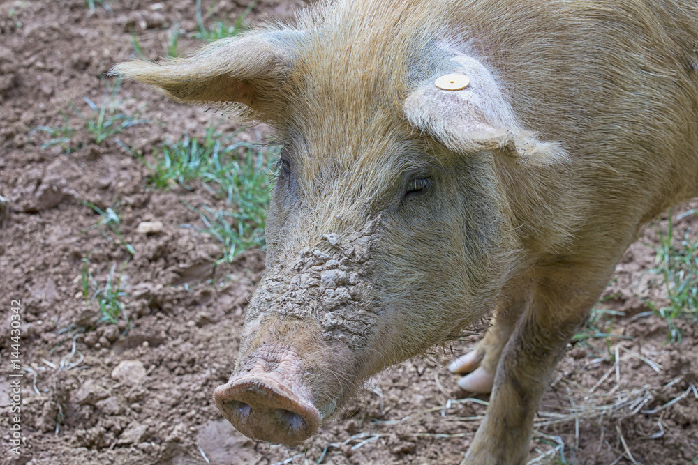 Close up of a pig