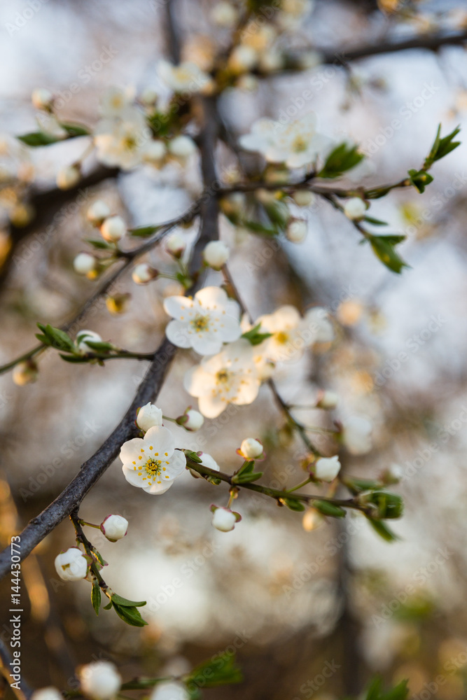 Beautiful white blossom of cherry tree in spring Beautiful white blossom of cherry tree in spring