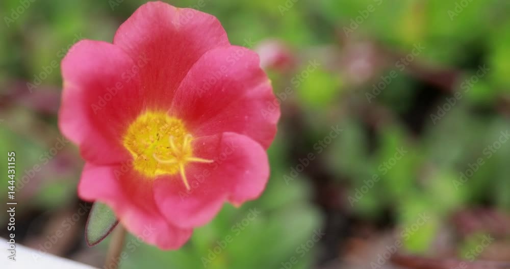 CLOSE UP: Beautiful blooming flowers swaying in the wind CLOSE UP: Beautiful blooming flowers swaying in the wind
