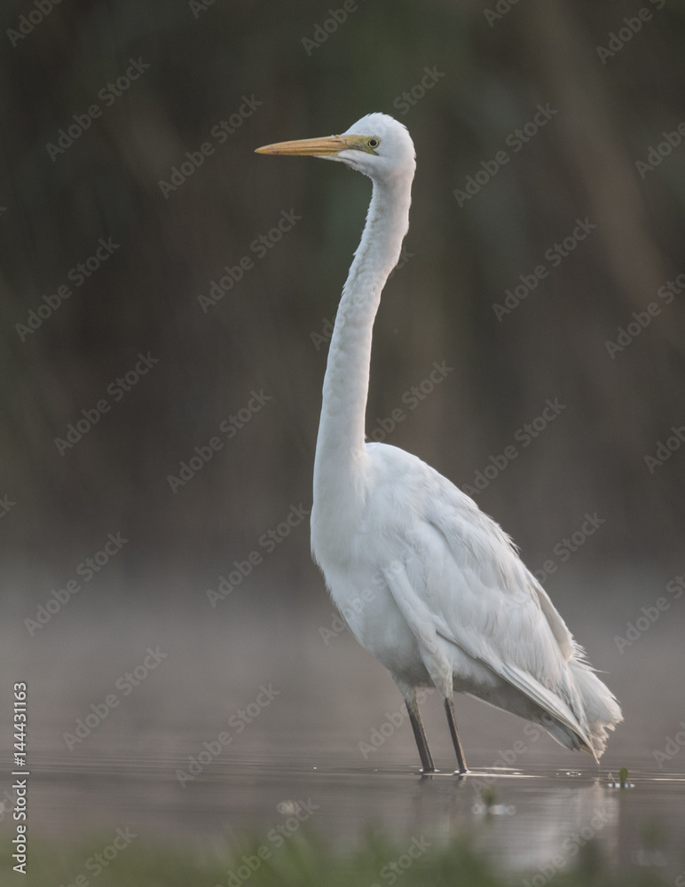 Egret in misty morning