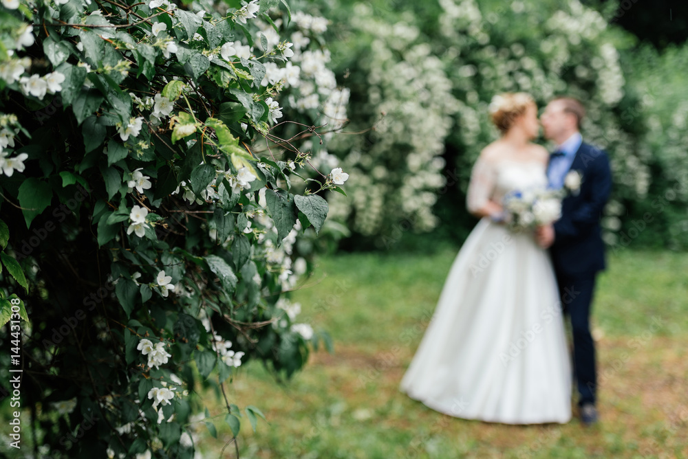 Blooming jasmine bush after the rain with the bride and groom in blur in the background. Raindrops on flowers of jasmine