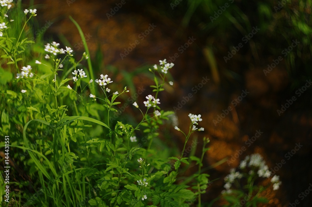 Fototapeta premium white flowers