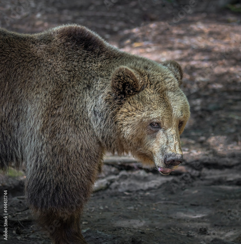 The head of a large brown bear. The Dancing Bears Reserve was founded in 2000 by French actress Brigitte Bardot - Belitsa, Bulgaria