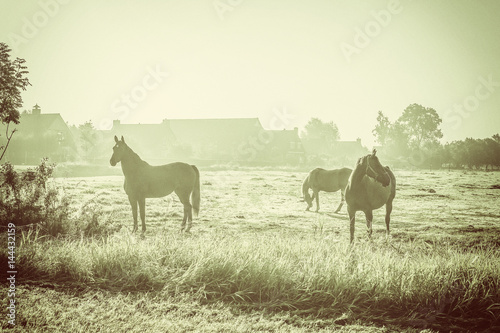 Horses on a foggy meadow