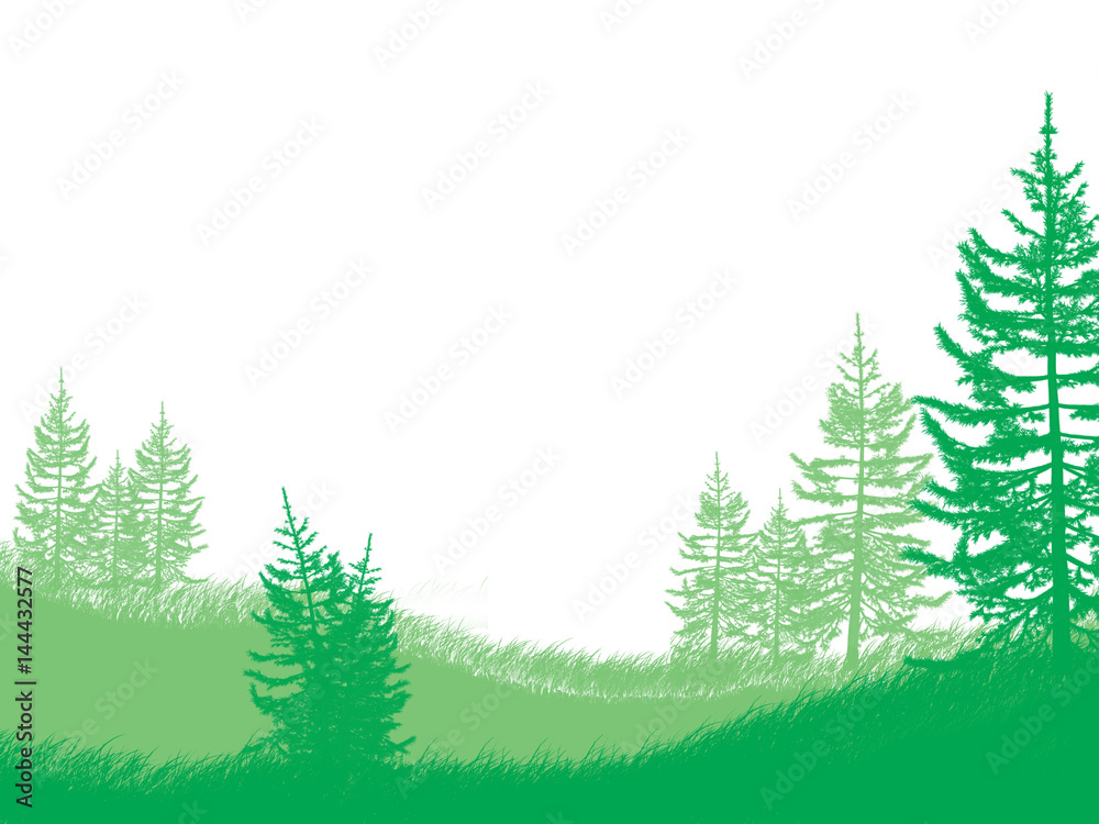 Obraz premium Forest
