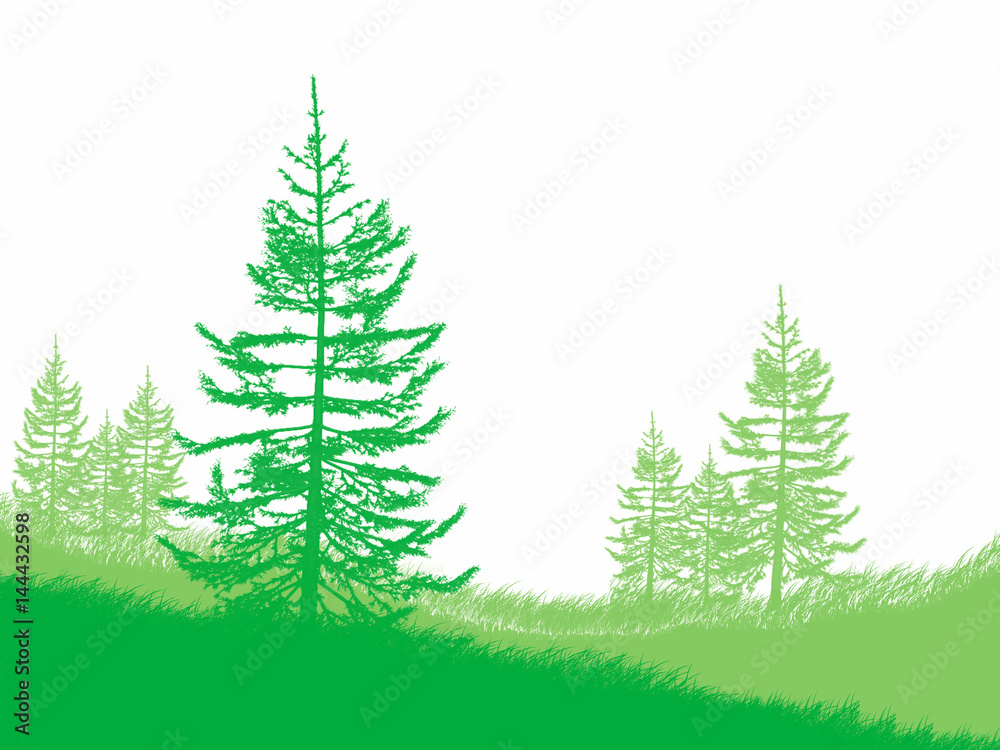 Obraz premium Forest