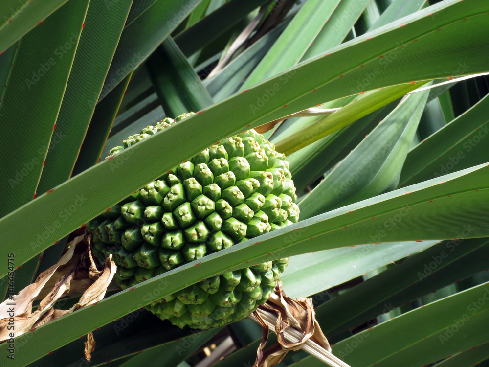 Schraubenbaum (Pandanus utilis) foto de Stock Adobe Stock