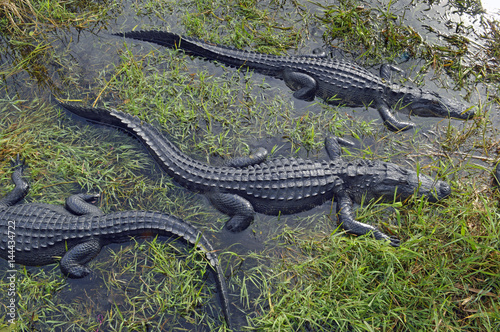 Alligators in Florida 