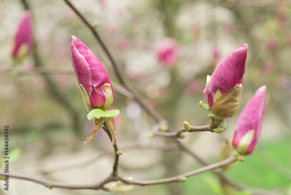 Flowers plants Magnolia bloom in the spring Flowers plants Magnolia bloom in the spring