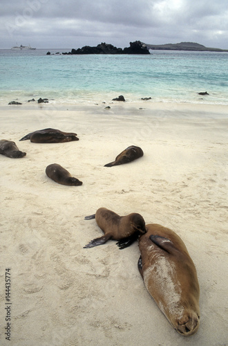 Otarie des Galapagos / Zalophus wollebaeki