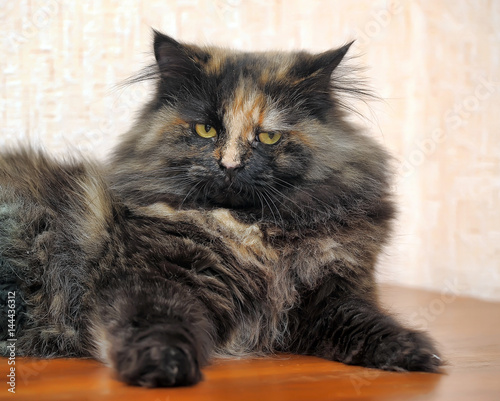 Beautiful fluffy cat tortoiseshell photo