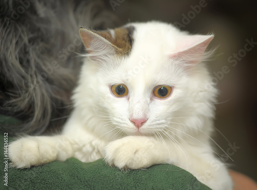 Fotografia Turkish Van cat