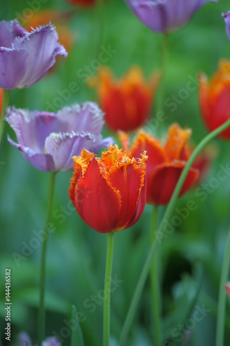 Purple and red tulips on the lawn