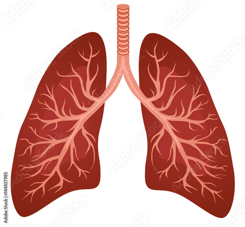 Human lungs organ isolated on white background representing the medical respiratory system to provide oxygen to the body vector eps 10