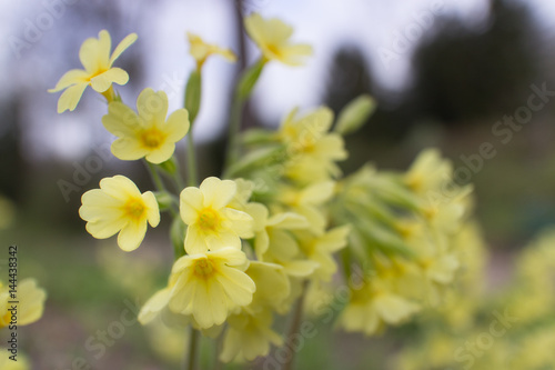  Yellow common cowslip primrose flowers blossoms. Primula veris