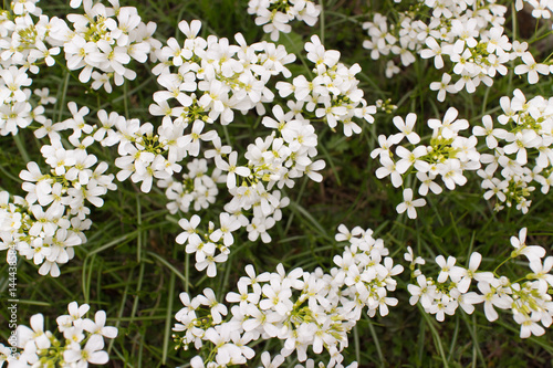 Blooming white garden arabis mountain rock cress Caucasian rockcress flowers Arabis caucasica blossoms primrose flower in park