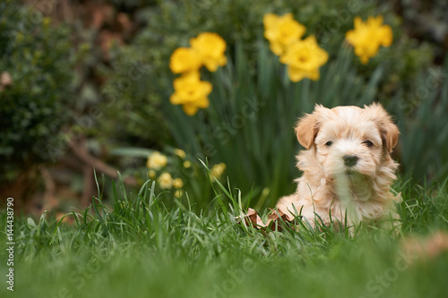 Havanese puppy sitting in grass looking into the camera