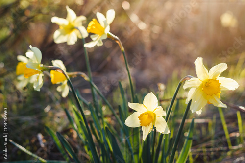 Yellow narcissus in spring garden in sunlight