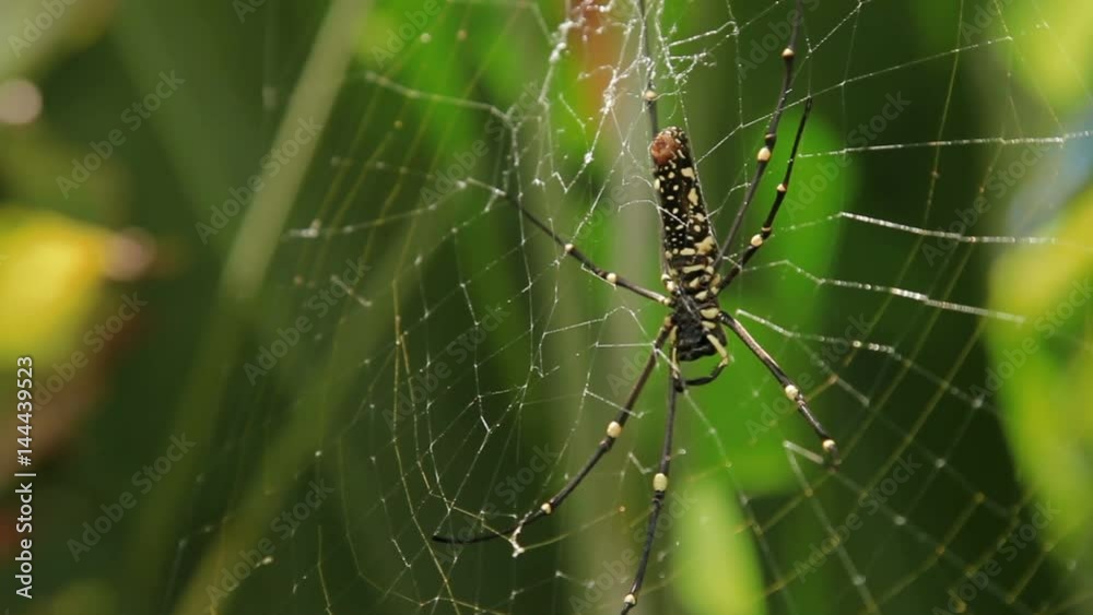 The Northern Golden Orb Weaver or Giant Golden Orb Weaver (Nephila pilipes) ventral side. Bali Indonesia.