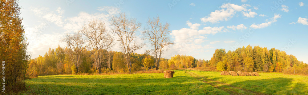 Landscape panorama with hay cocks and four leafless poplars in row on green meadow against multicolored forest and blue sky background at sunny day of Indian summer. Nizhegorodsky region, Russia. 
