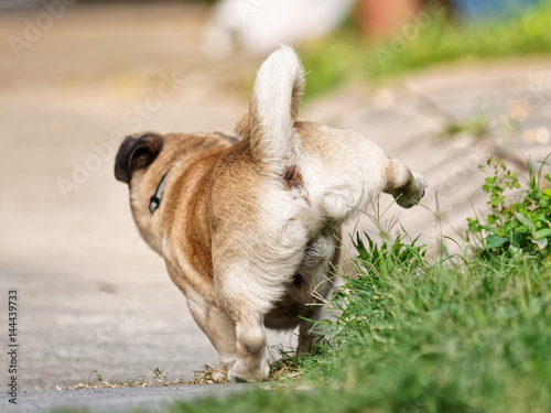 Bild auf Leinwand Dog pee standing up, viewed from backwards.