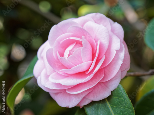 Leinwand Poster Blossoms of pink camellia , Camellia japonica