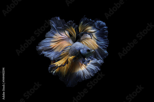 Concept design. Powerful Images that showcase the graceful movements of betta fish thailand.