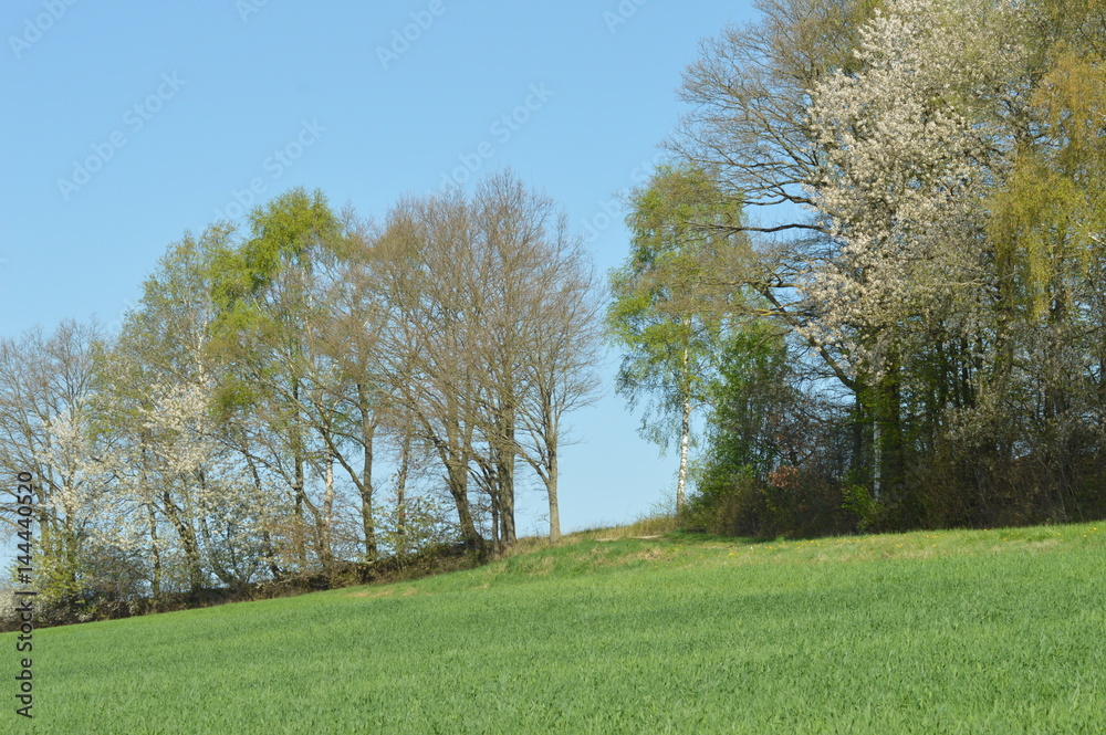 Bäume im Frühling