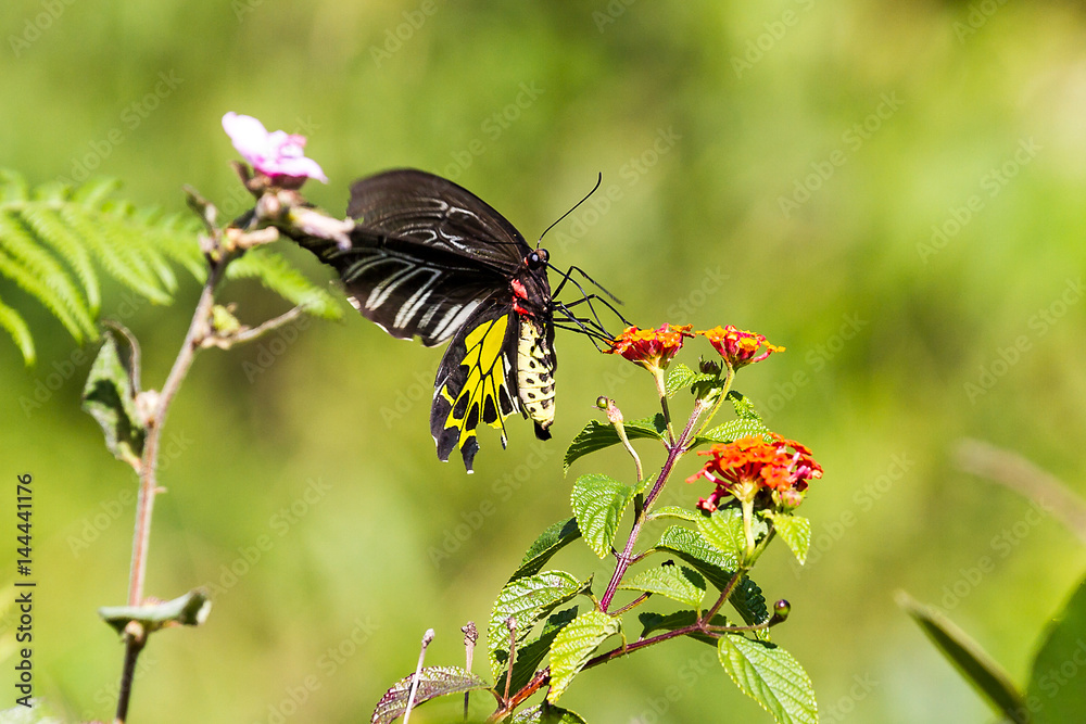 Indien - Kerala - Schmetterling in Periyar Indien - Kerala - Schmetterling in Periyar
