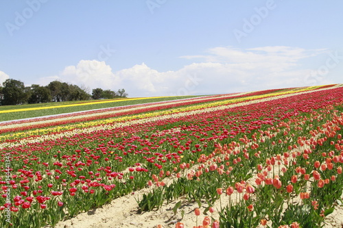 tulipes à Brillanne/1