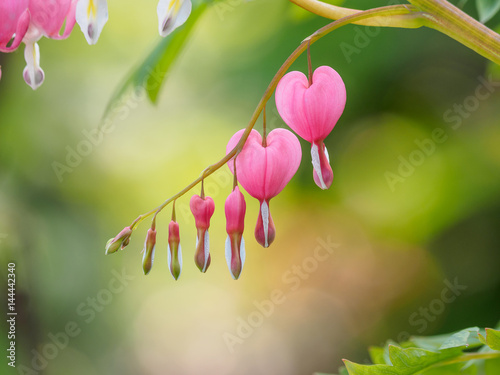 Spring flowers series, Bleeding Heart flower, Dicentra spectabilis